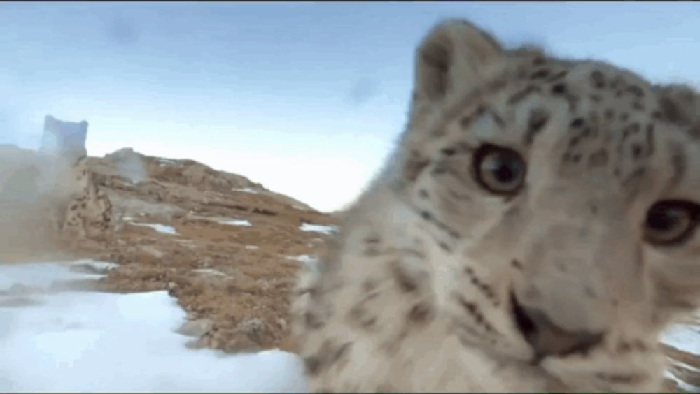 a close up of a snow leopard 's face looking at the camera