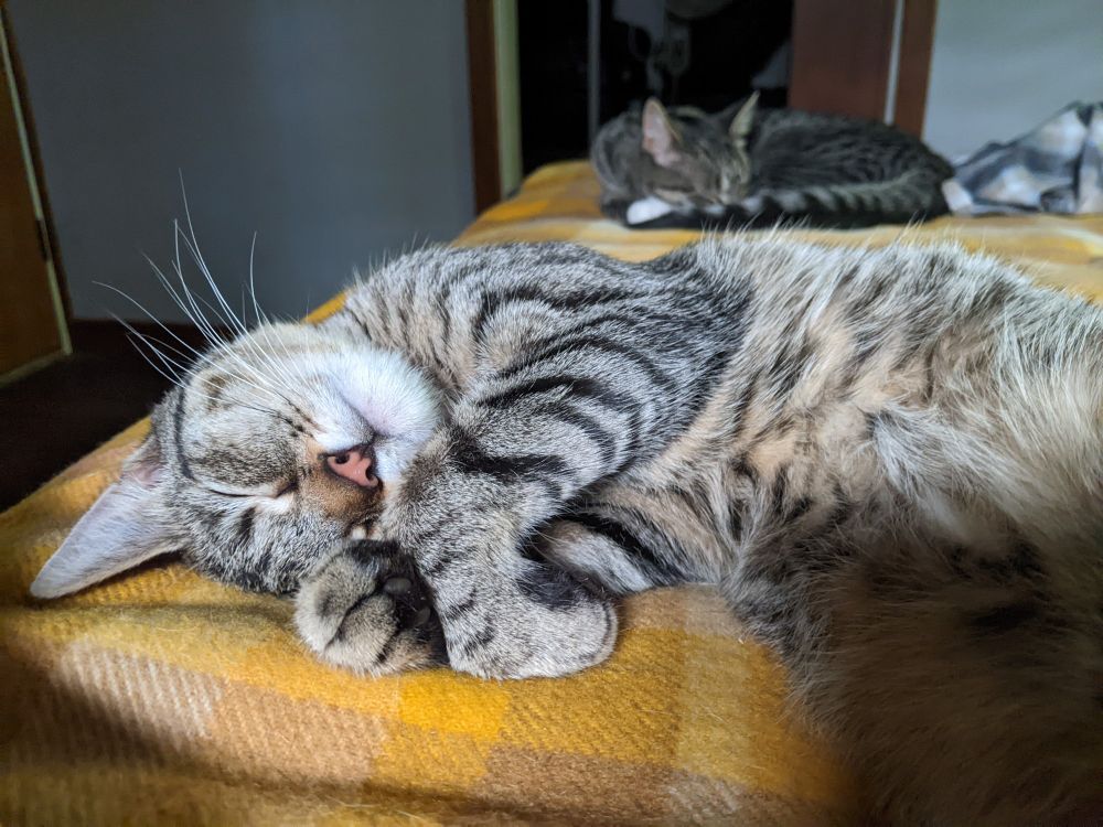 Sleepy cat resting against her paws 