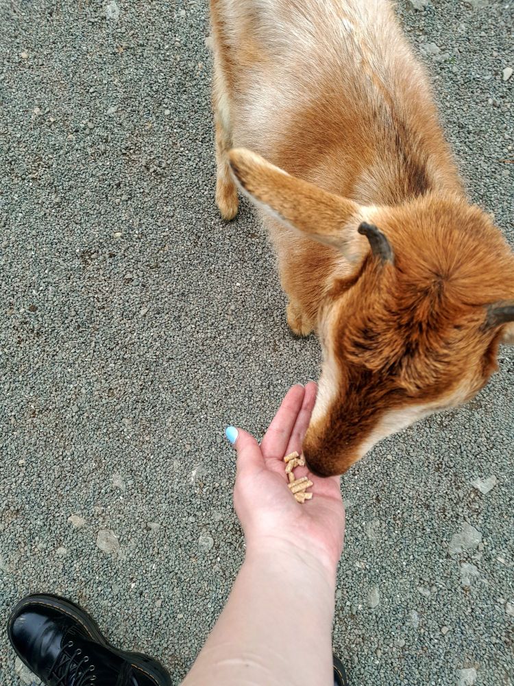 A photo of a baby goat eating out of my hand.