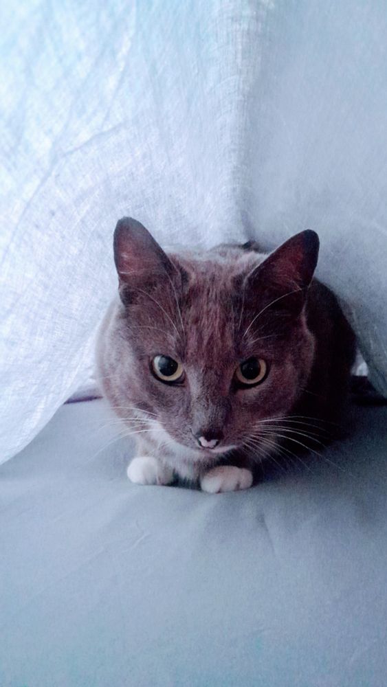 A small grey and white tuxedo cat with a pink nose hanging out between the top and bottom sheet of a bed like the flashback of a dead wife in movies.