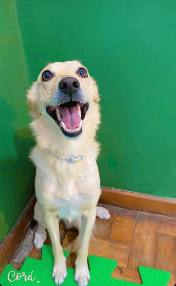 Um cachorro feliz feliz feliz! Uma cadelinha caramelo muito feliz contra um fundo verde 