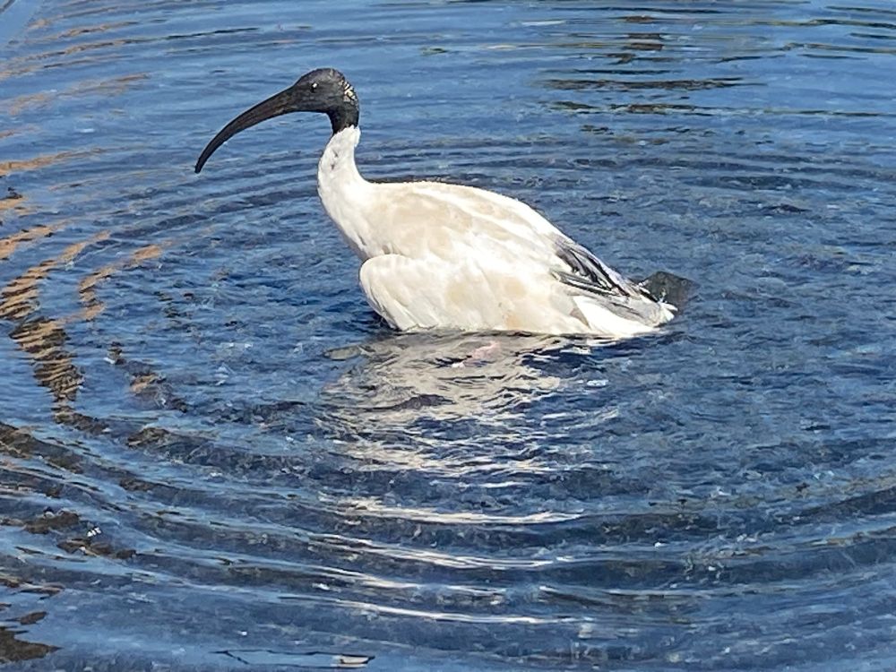 A white bird with a black head and beak rises from a reflective pool, ringed by ripples caused by its wings as it cleaned itself. Glimpses of a Sydney sandstone building can be seen in the reflections 
