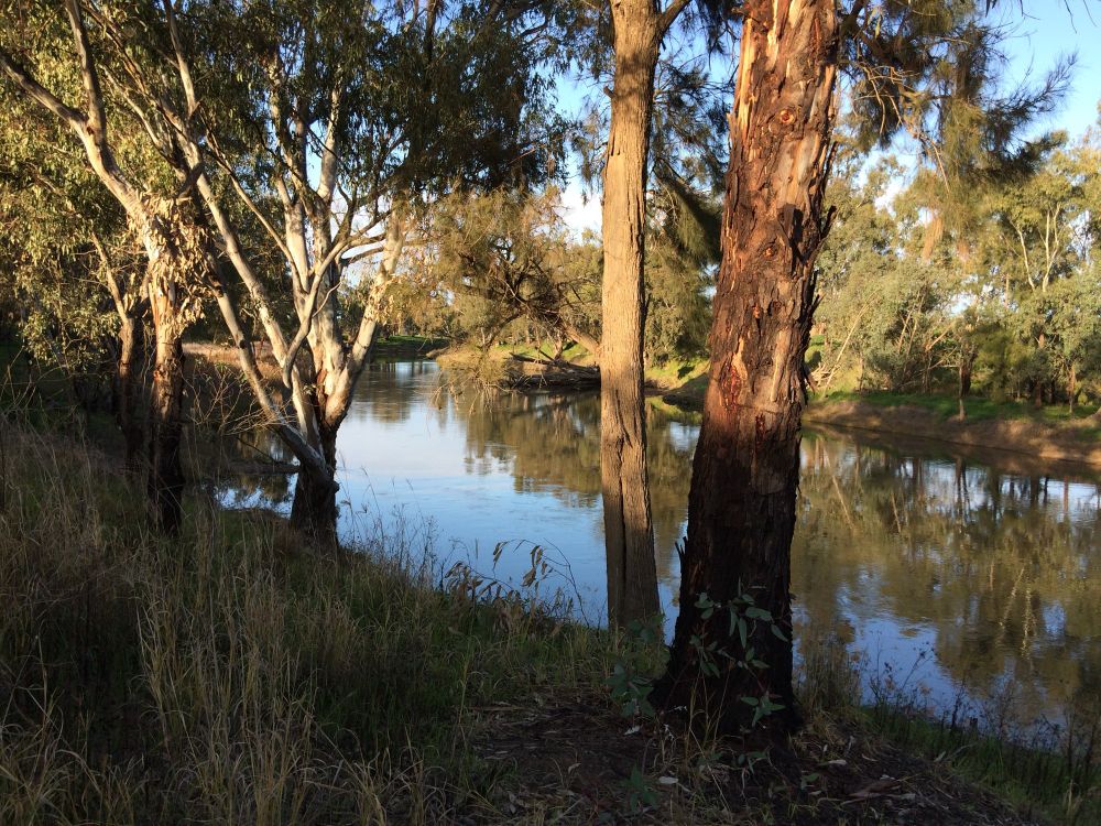 An early morning view of eucalyptus trees on the bank of a river, with the sunlight starting to bring out the red-brown trunks and grey-green leaves above the shadows of the ridge behind the photographer