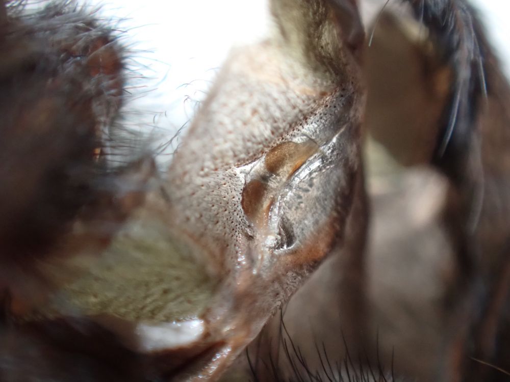 A photo of an exuvia (molted skin) of a juvenile Brachypelma species tarantula. The photo is focused on the epigastric furrow, highlighting spermathecae, female reproductive organs.