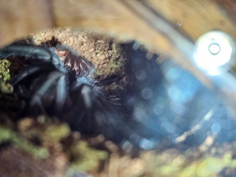 A freshly molted Brachypelma species tarantula, with their molt (shed skin) in the background. The molt is in focus.