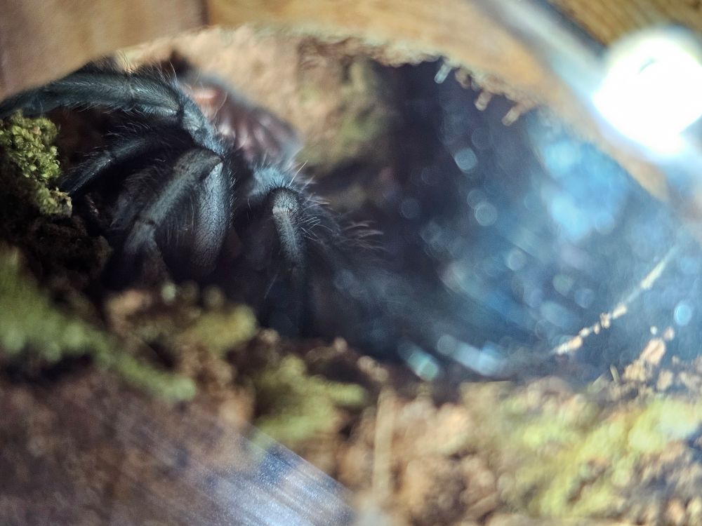 A freshly molted Brachypelma species tarantula, with their molt (shed skin) in the background. The tarantula is in focus.
