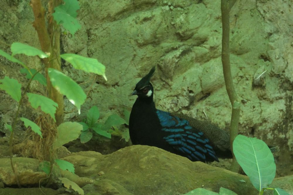 Photo fo the Palawan peacock pheasant by Andrew Chin