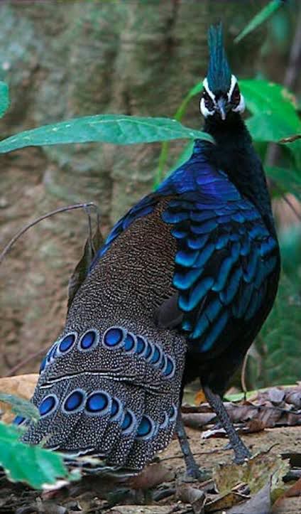 Photo of the Palawan peacock pheasant from the Conservator account on FaceBook 