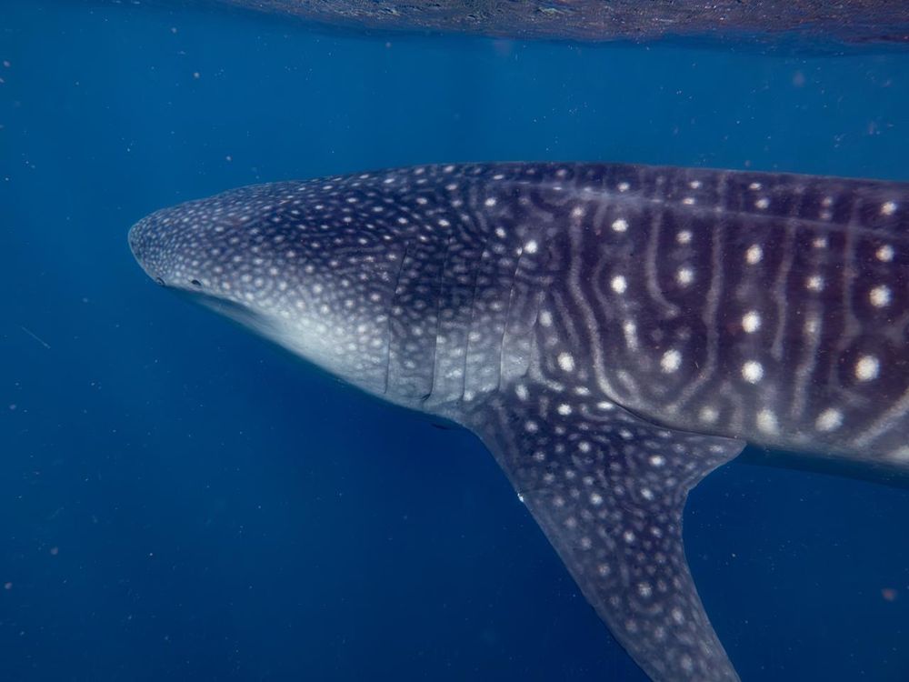 Photo of a whale shark underwater 