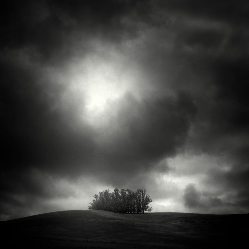 This is a photograph of a group of eucalyptus trees huddled together on a hill in the Sonoma County dairy farms of Northern California.  The light emanates from the storm clouds that surround the trees.