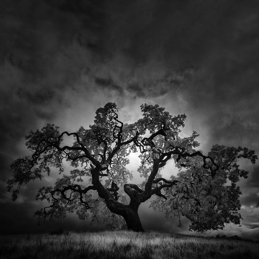 An old, noble oak tree standing in the light on a hill. 