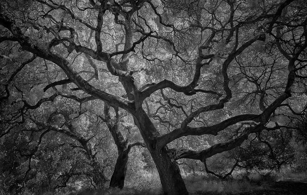 This is a photograph of many interlocking branches of old-growth oak trees (with the light shining through the canopy in the background). 