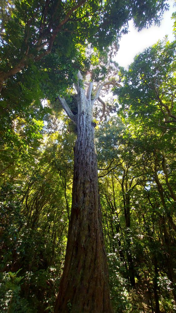 Moko, an 800 year old rimu tree.