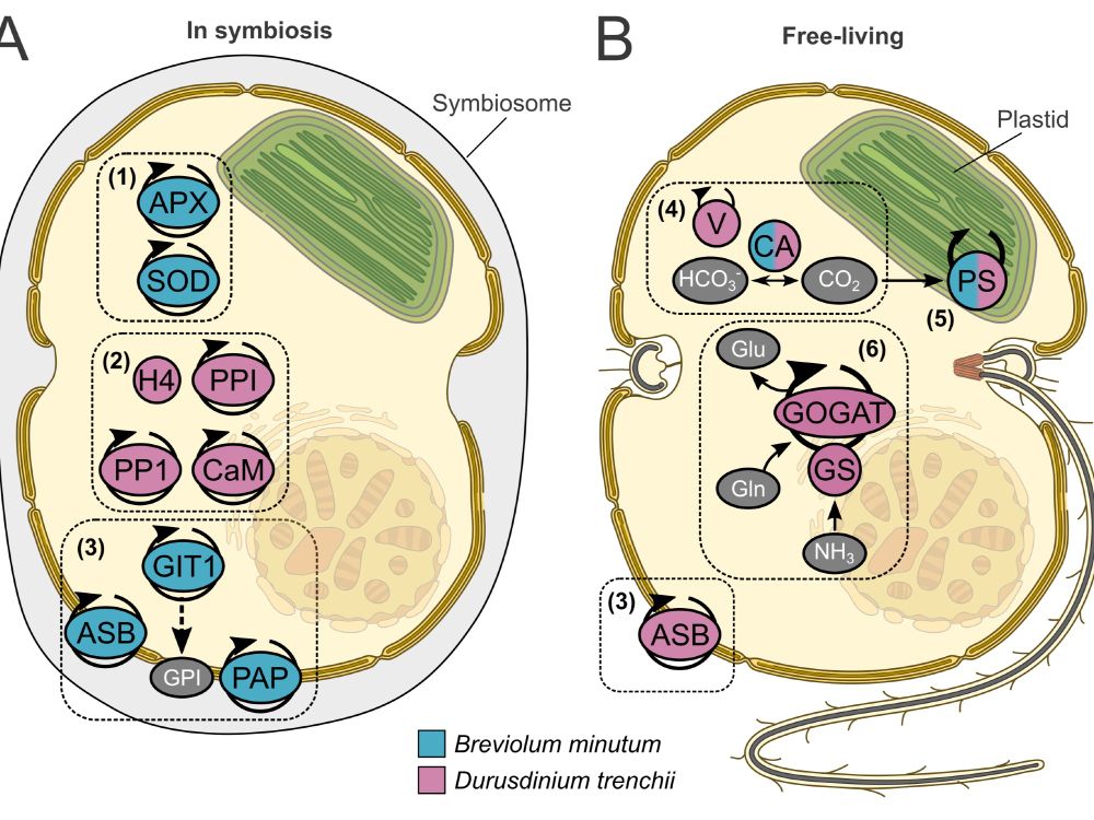 Summary of proteomic changes in Breviolum minutum and Durusdinium trenchii during symbiosis establishment with the anemone Exaiptasia diaphana.