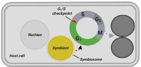 Cell cycle arrest in the cnidarian-dinoflagellate symbiosis.