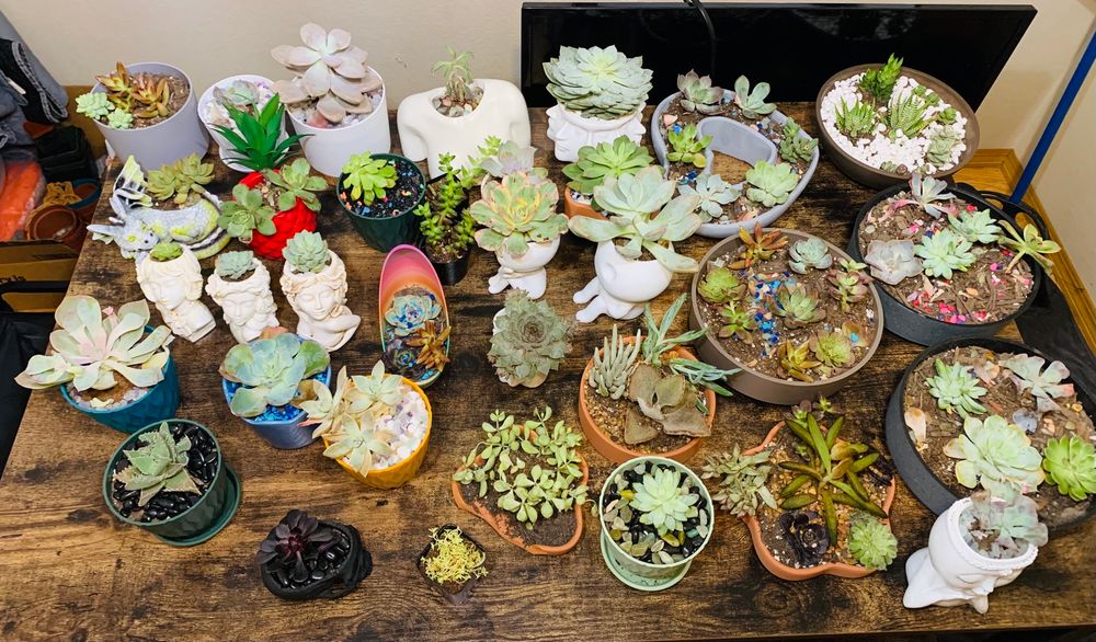 Succulents 
