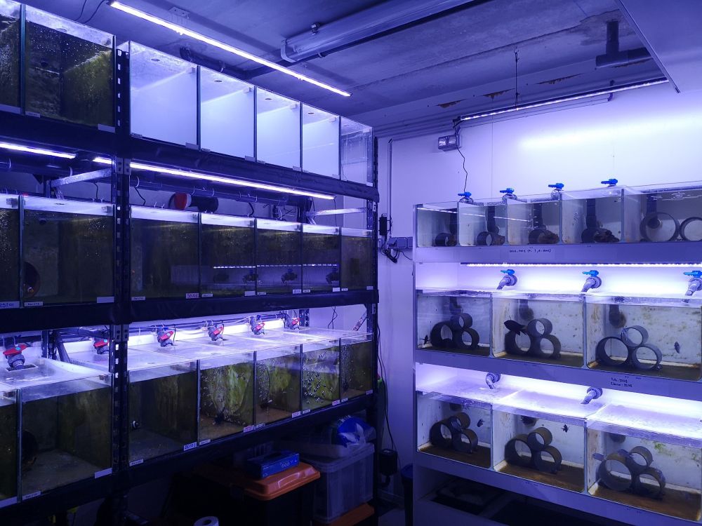 An aquarium facility with several tanks containing breeding pairs of reef fishes