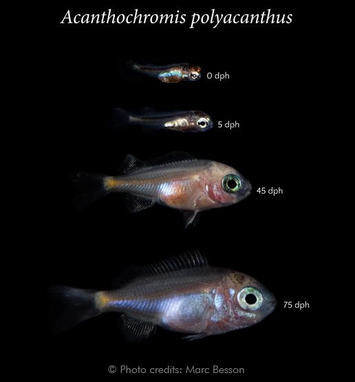 A preliminary postembryonic development table for the spiny chromis