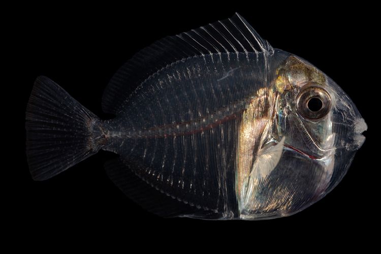 Larval Convict Tang (Acanthurus triostegus), called Manini en French Polynesia