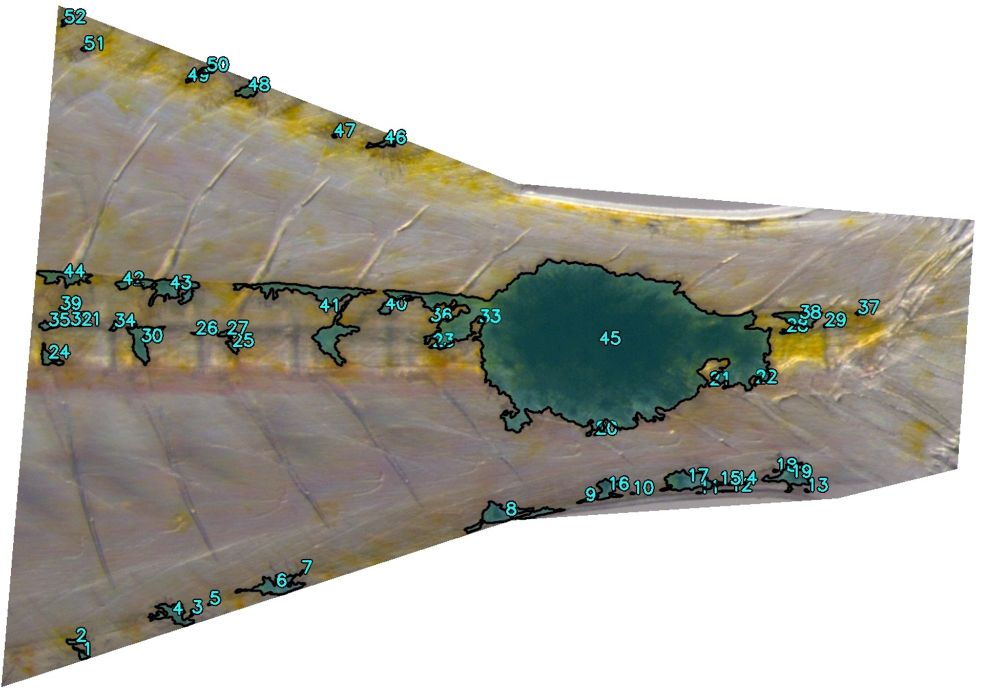 Using computer vision to provide standardized quantitative data to analyze fish pigmentation patterns