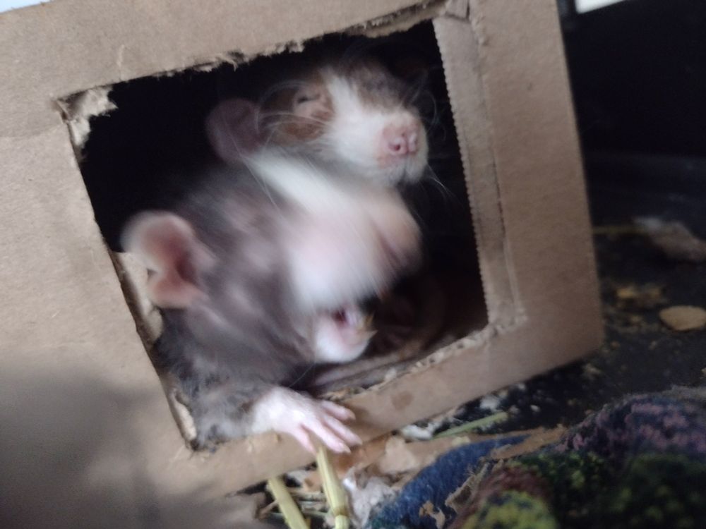Blurry picture of two grey and white rats in a cardboard box. The one closest to the camera has his mouth open while the one in back has his eyes closed.