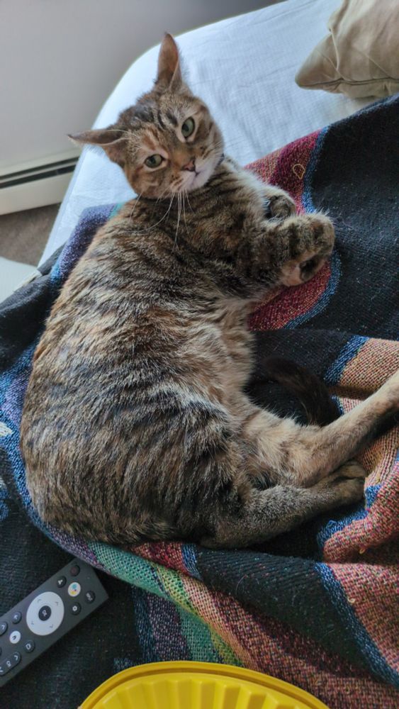 A green eyed tabby cat named Piper, laying on a messy bed.
