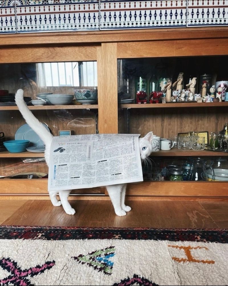A standing, white cat with blue eyes, covered in a newspaper folded over its back.