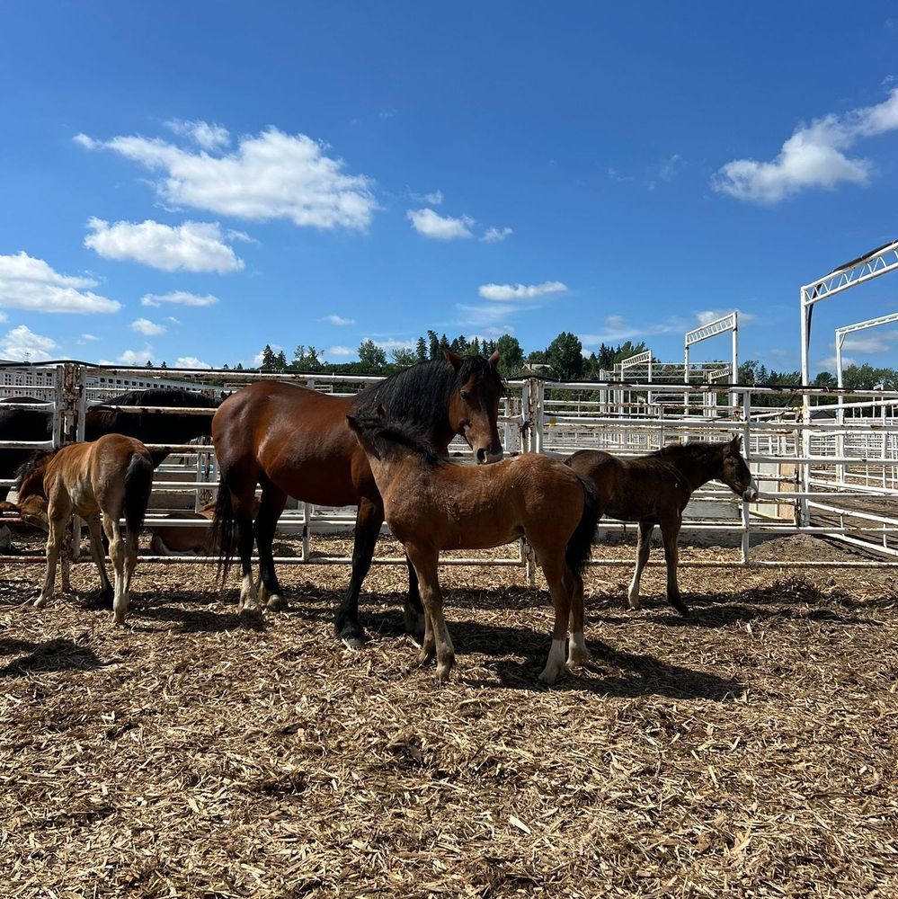 Image of horses