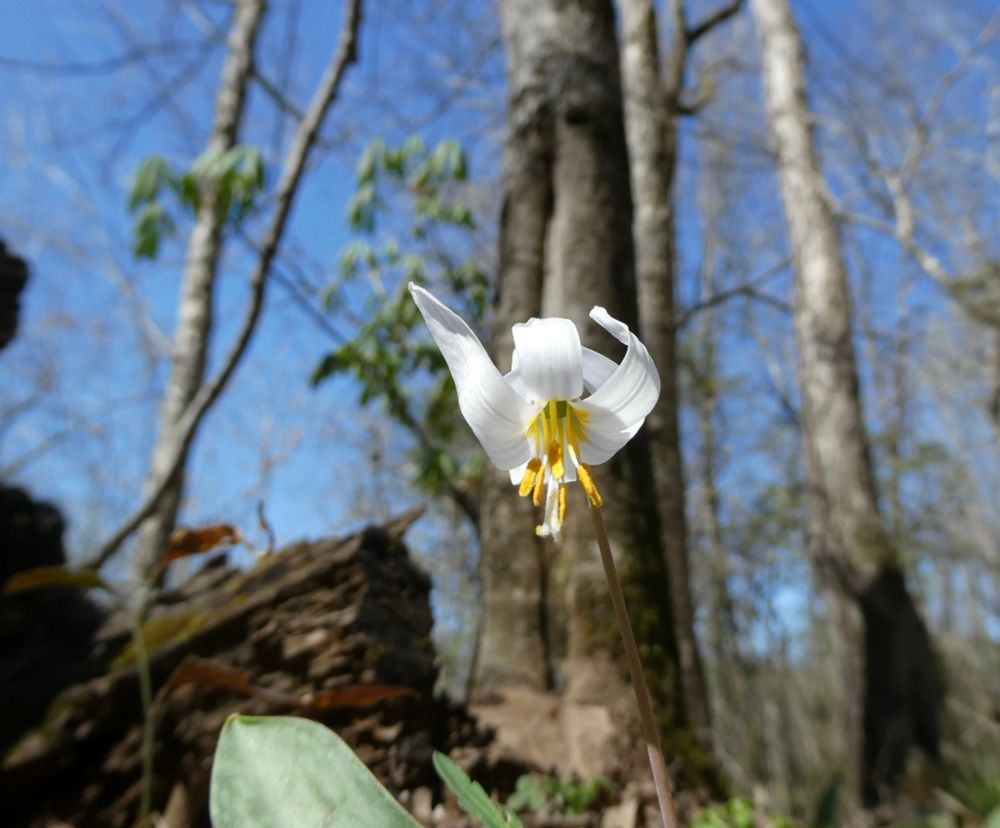 White Trout Lily flower