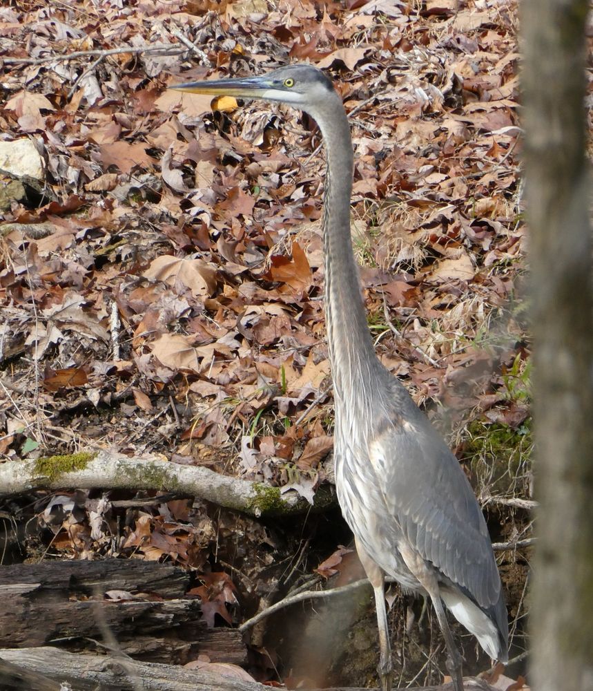 Great blue heron this afternoon in Fairview, TN.