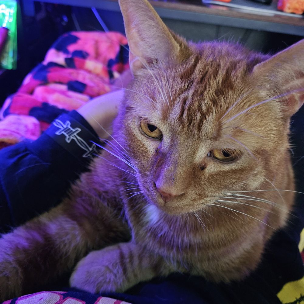 A picture of an orange cat staring judgmentally at the camera