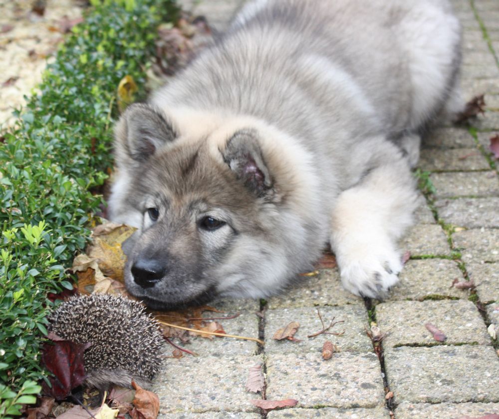 Ein grauer Hundewelpe (Balou) sieht zum ersten Mal einen Igel und beobachtet ihn sehr interessiert und vorsichtig.