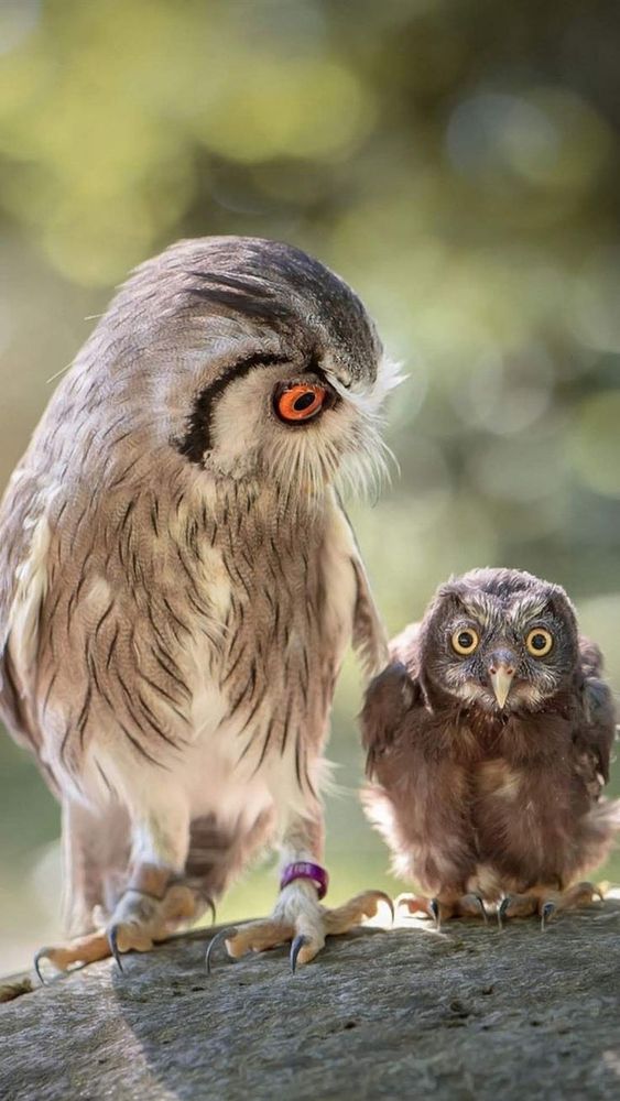 Eine Eule sieht erstaunt auf eine Jungeule, die neben ihr sitzt. 
(Pinterest ohne Quellenangabe)
