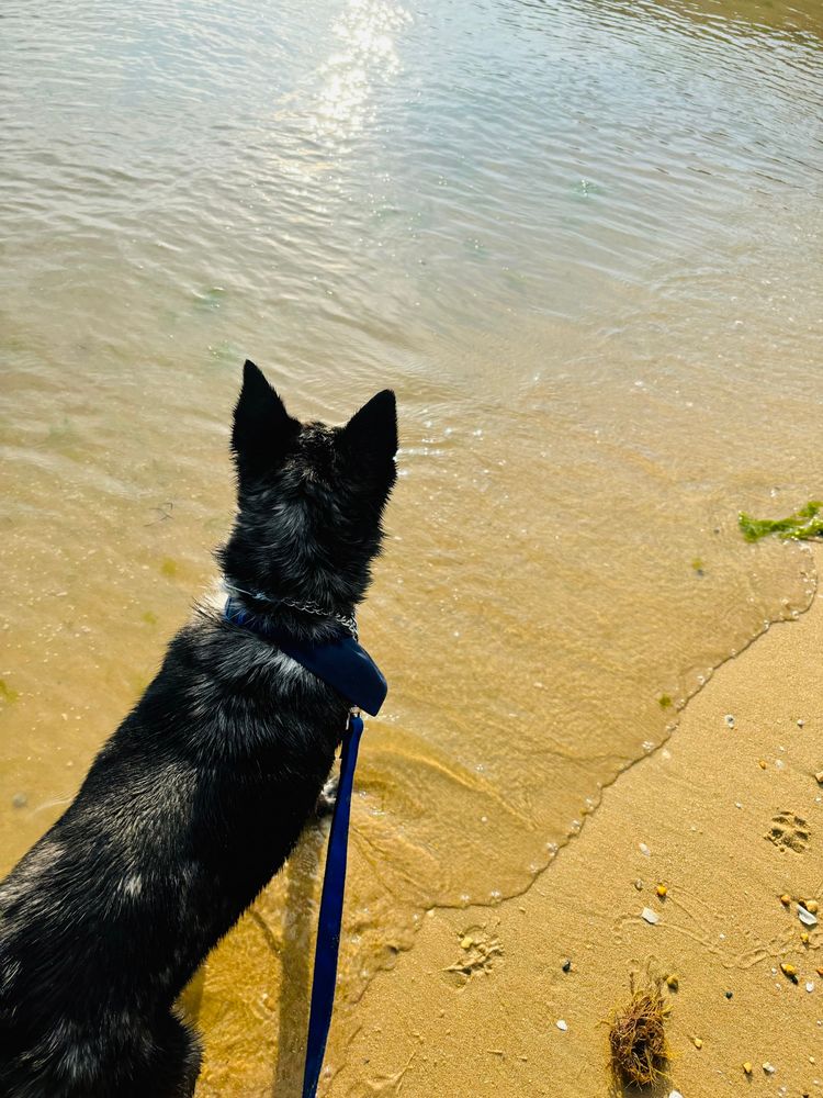 #dogs #catahoula #heeler #dog #beach