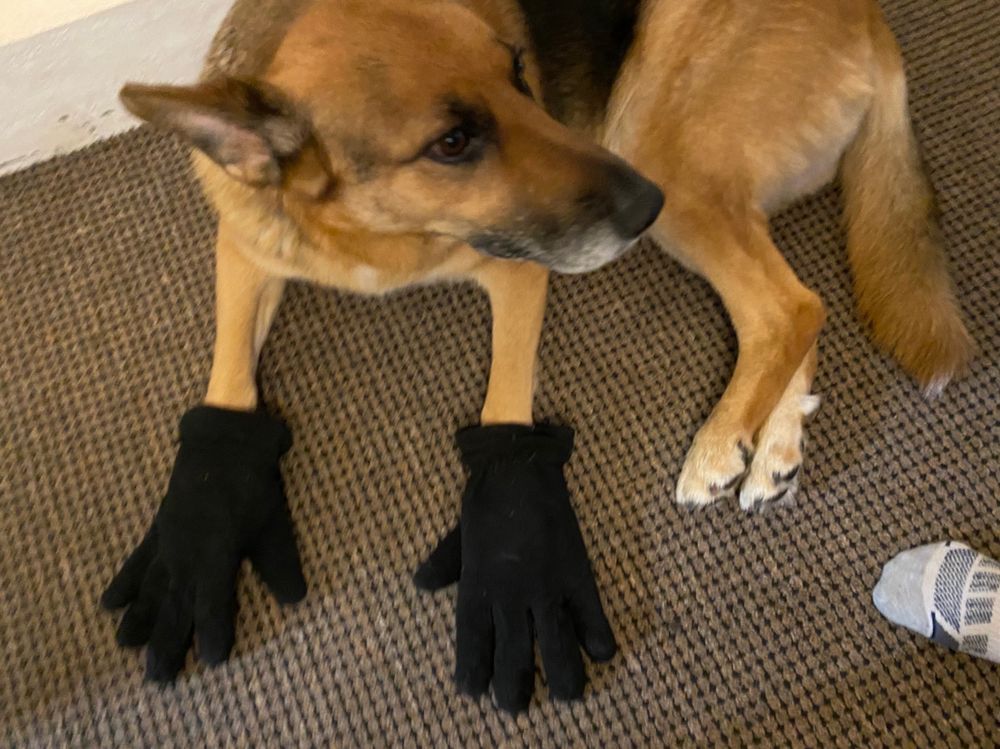Foto von Schäferhündin die auf dem Boden liegt. An ihren Vorderpfoten trägt sie zu große Schwarze Menschen Handschuhe.