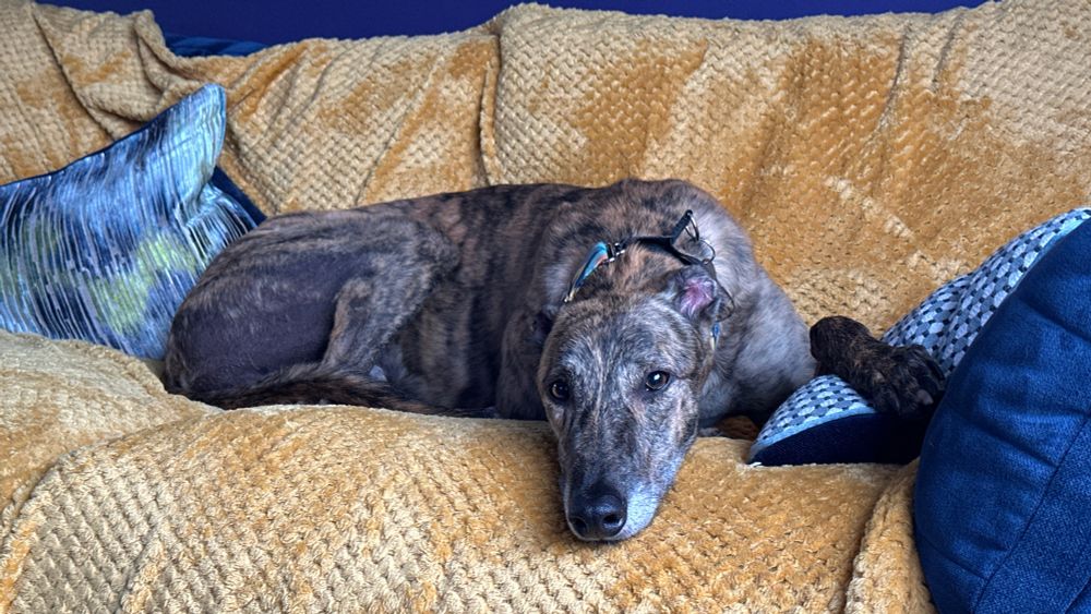 My brindle greyhound boy Syd, curled up on my new yellow comforter on my navy blue sofa