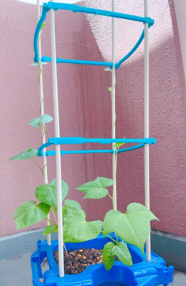 育ってツルが伸びてきたアサガオ。とがった葉っぱと、丸い葉っぱの2種類。かわいいです。