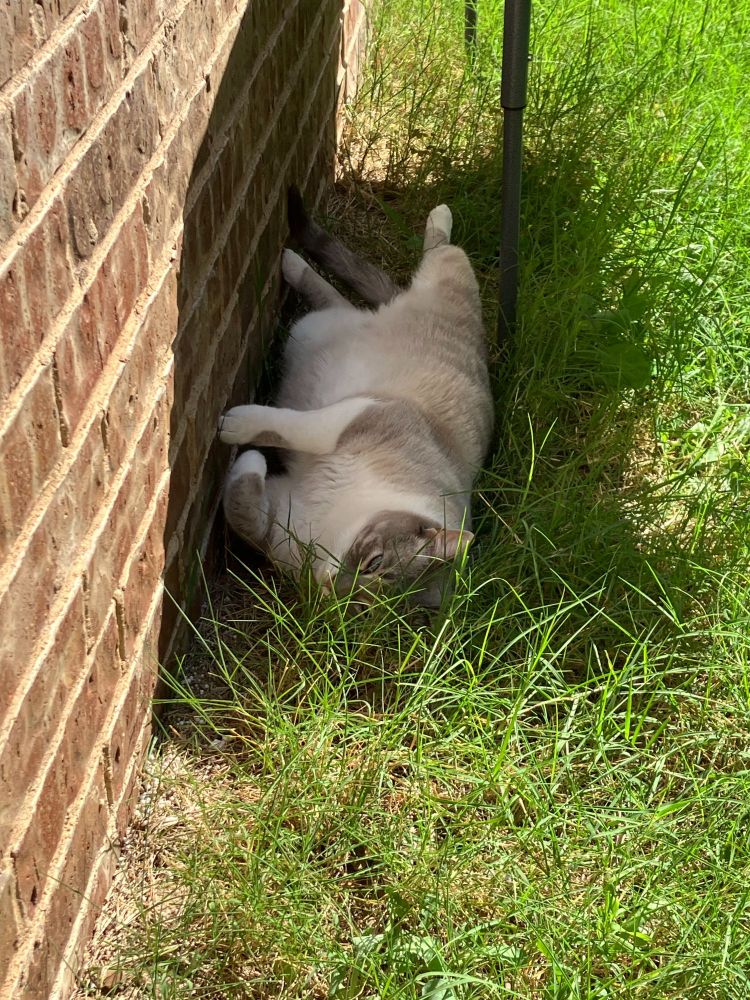 A cat lying on his back in grass