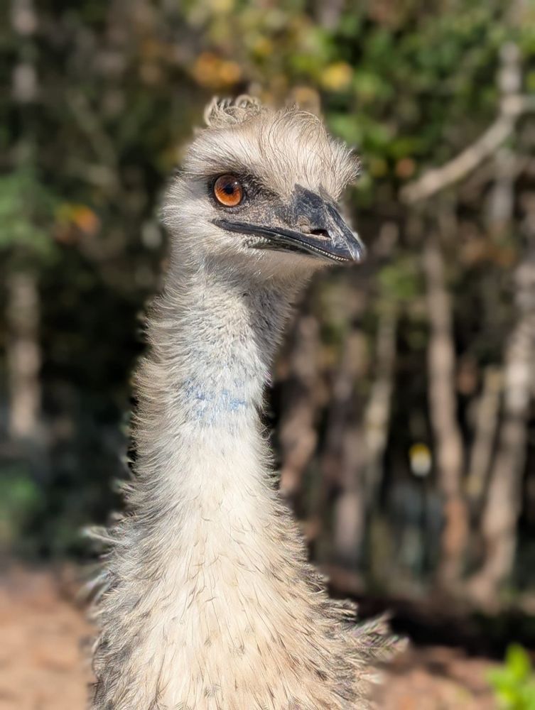 Photograph of the neck and head of a female emu.