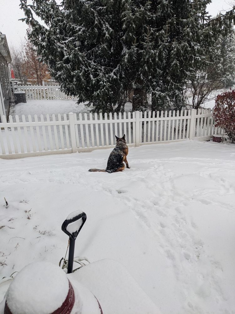 A dog, covered in snow, in a snowy backyard.