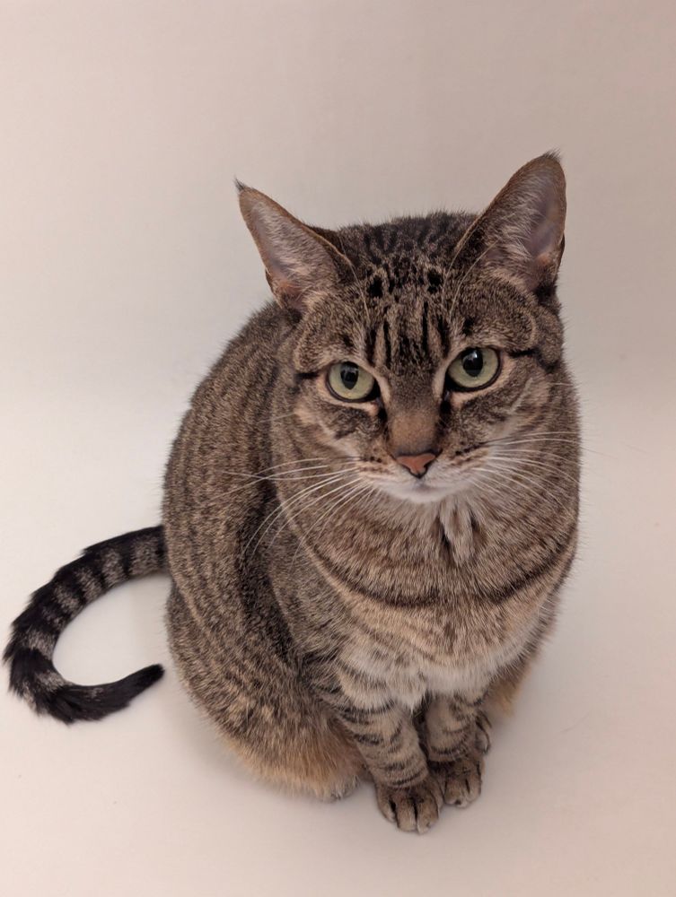 A cat named Daniel, a mackerel-pattern American shorthair tabby, stands at relaxed attention in the off-white void of a badly lit bathtub. He is beautiful. His tail curls elegantly inward toward his butt and his gaze is directed past the viewer, up and to the viewer's left. He is beautiful.