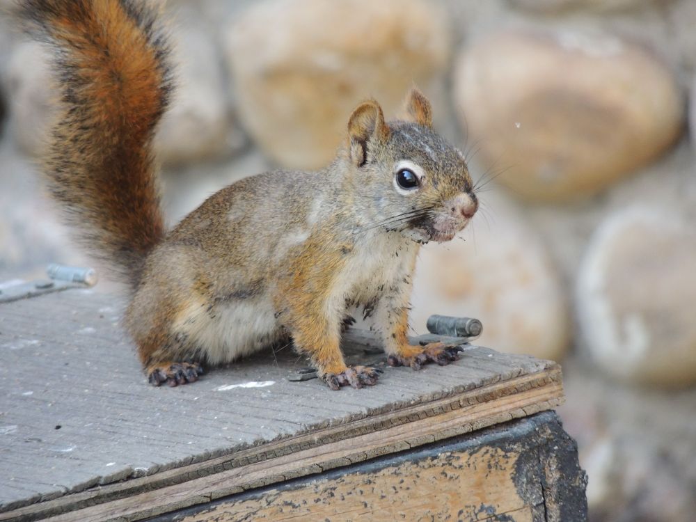 Dirty faced squirrel on storage box