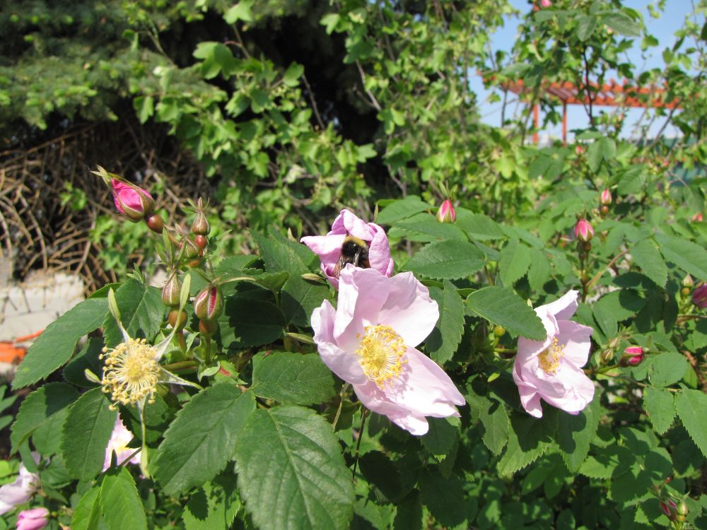 bumblebee snacking on wild rose