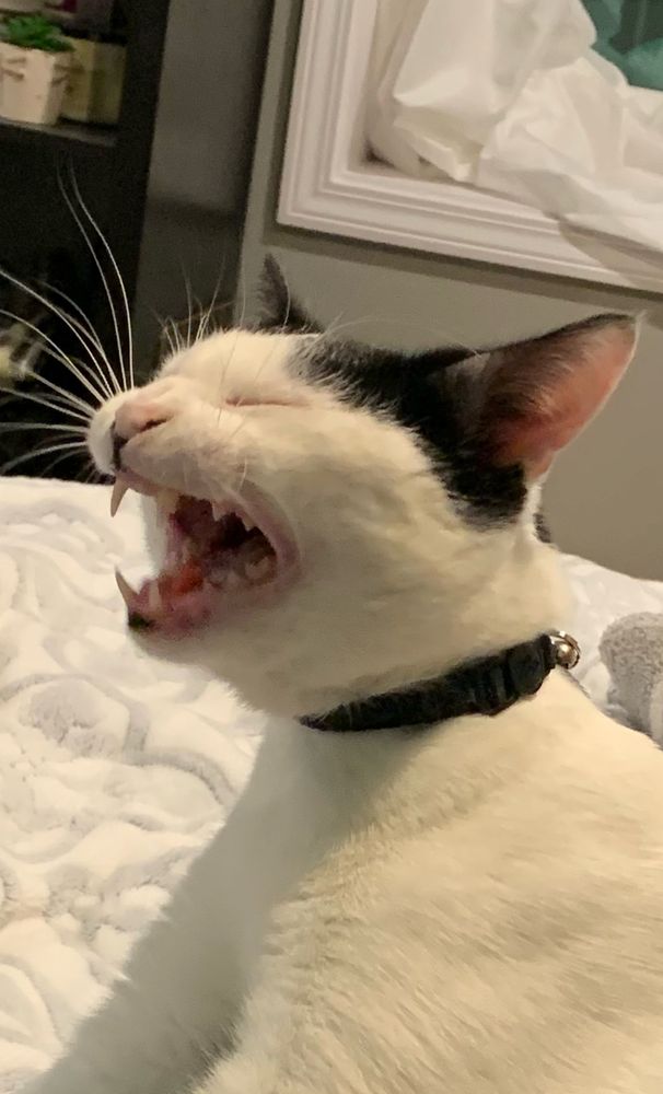 white and black cat making a crazy face and showing all his teeth as if he’s roaring