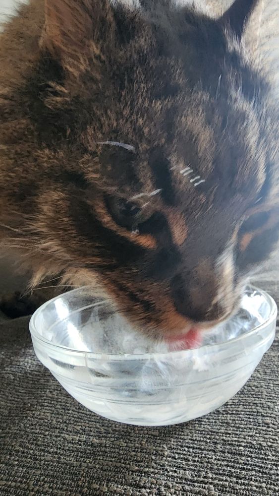 HRH Doofy King, Duke of Fur, a beautiful brown tabby long-haired kitty, licking fat-free Reddi Wip from a small glass bowl