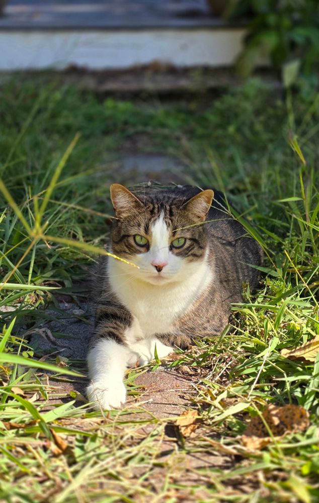 Striped cat sitting partly in the sun outdoors.