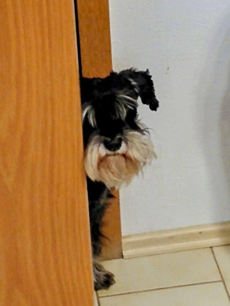 Ein schwarzer Zwergschnauzer mit weißem Bart schaut durch einen Türspalt.