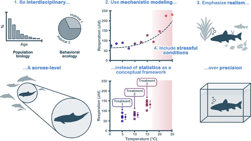 Graphical abstract illustrating four recommendations for ecological modeling with aquatic animals.

Be interdisciplinary and across levels: Includes icons for population biology (a bar chart of age structure) and behavioral ecology (a pie chart showing habitat use), plus a zoomed-in illustration of individual porpoises within a group.

Use mechanistic modeling instead of statistics as a conceptual framework: A curved line plot shows respiration increasing with temperature, with data points color-coded by temperature and a shaded area indicating stressful conditions.

Emphasize realism over precision: Shows a fish in a naturalistic habitat with plants and conspecifics, contrasted with a lone fish in a bare tank.

Include stressful conditions: Reiterated through both the curved plot and a separate graph with three treatments, where respiration increases across treatments and with temperature, with the highest temperature range shaded in red.