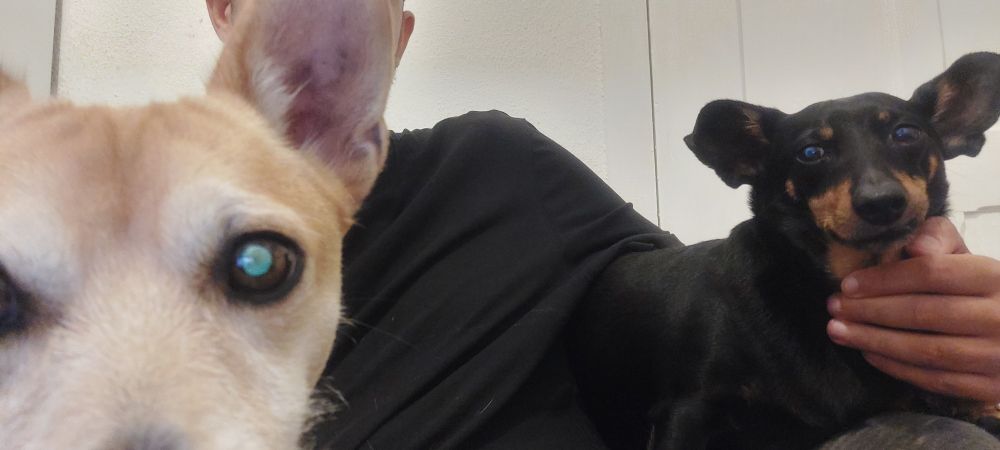 My ass sitting on the couch with my two dogs