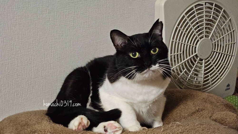 夫が撮ったななちゃん。